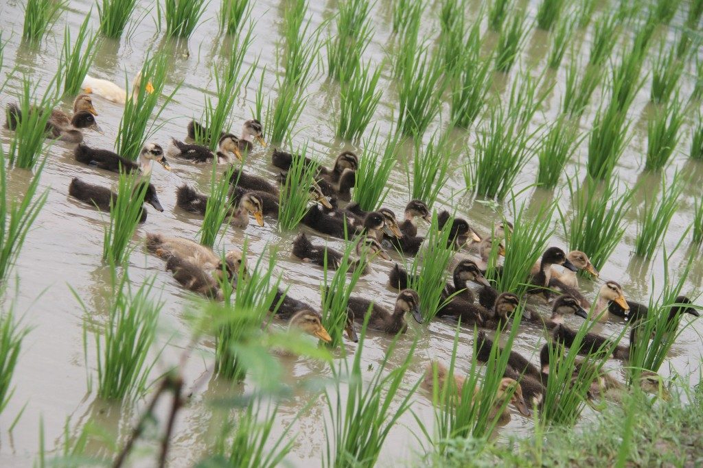 Rice Duck Farming in Nepal A Community Based Adaptation for Combating
