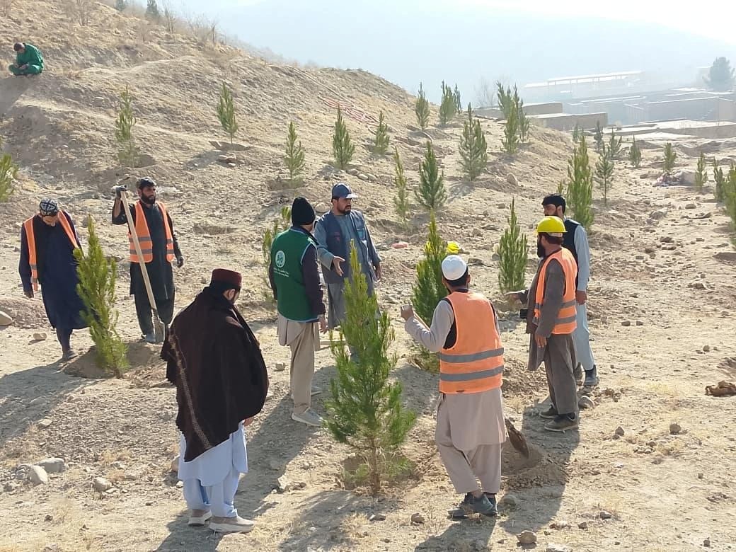 Afforestation in Kabul